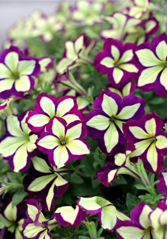 Вариегатная ампельная петуния требует трехкратной прищипки, тоолько тогда ее куст зарастает шаровидно