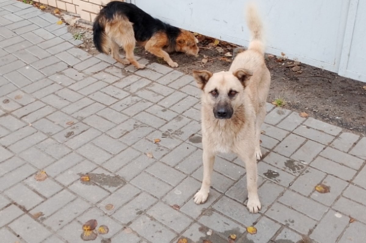    В Новом Уренгое собаки чуть не растерзали школьницу