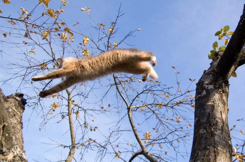 Кошка забирается на дерево. Кот на дереве. Кот на ветке. Котенок на дереве. Коты на деревьях.