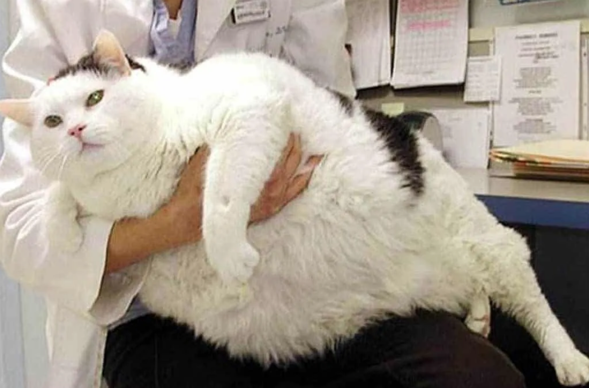 Толстого кота в мире. Кот химми 21 кг. Химми кот толстый. Самый толстый кот в мире. Самый жирный кот.