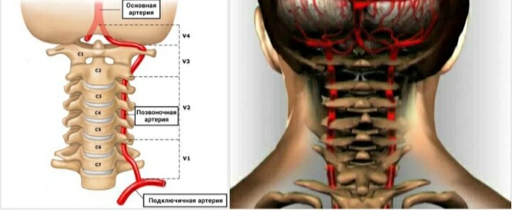 подзатылочные мышцы находятся на границе головы и шеи