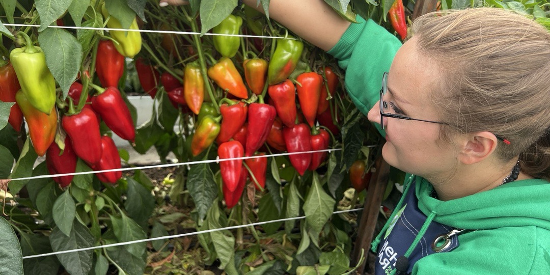 СПИСОК ОТЛИЧНЫХ НЕДОРОГИХ СОРТОВ ОВОЩЕЙ С ФОТО!