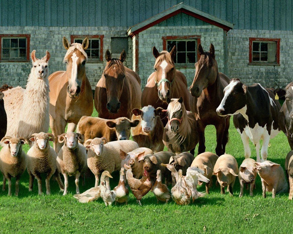 Правила содержания коз: помещение, питание, выгул и особенности ухода | Огородники