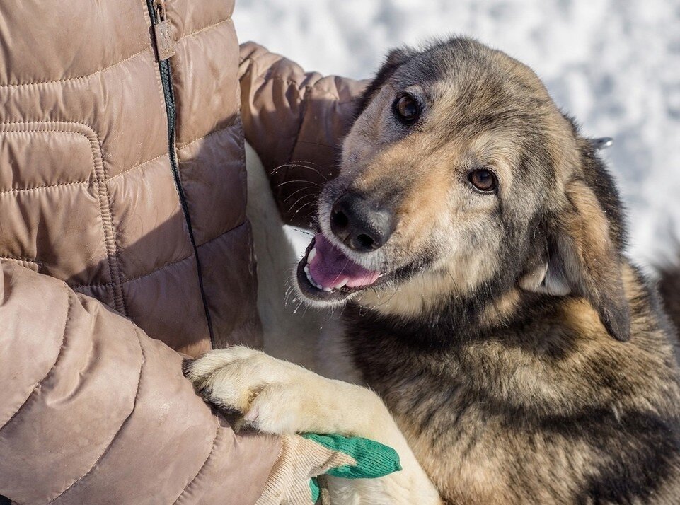    Волонтёры отметили, что принимают и финансовую помощь, и сухой корм для собак любой марки