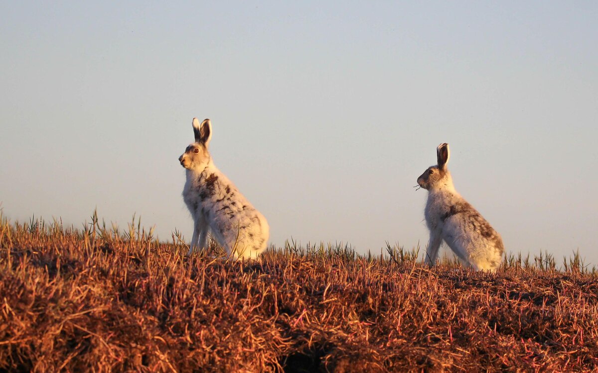 Большая научная экспедиция📷Животные Севера