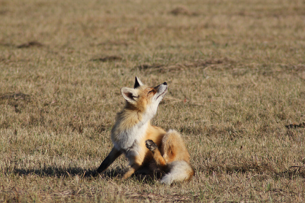 Не убегает...