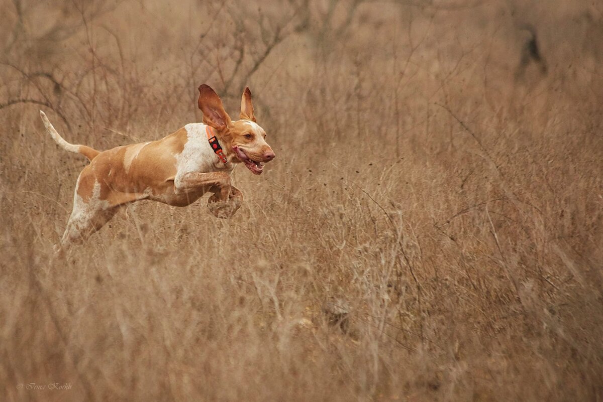 Свободу собакам!