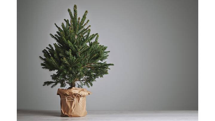  Фото: Shutterstock