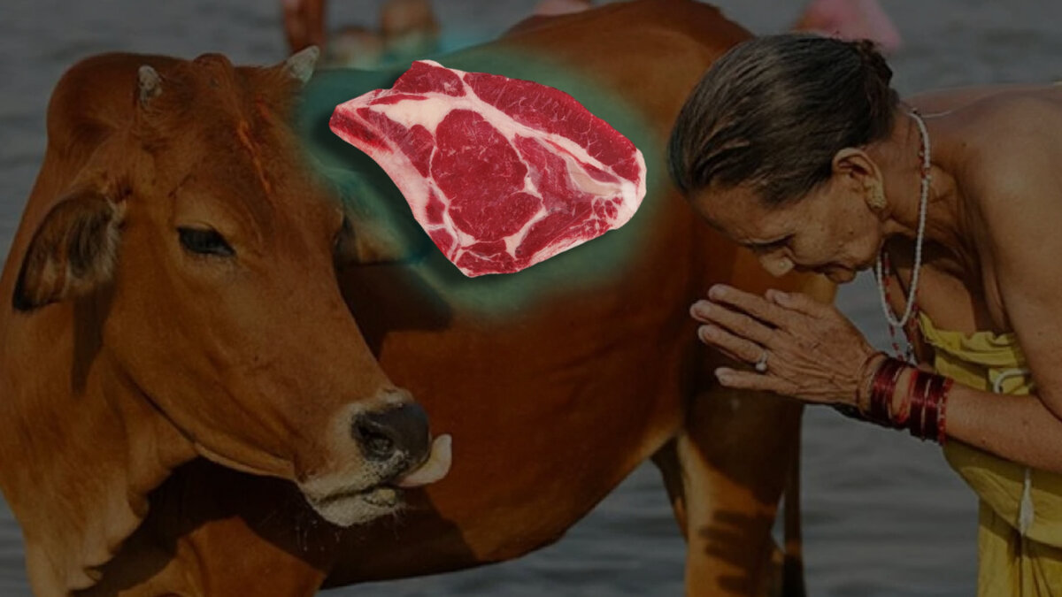 Священная корова в Индии