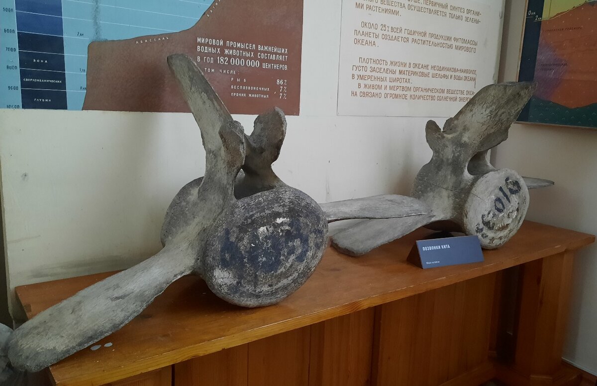 Позвонки кита. Экспонат Почвенно-агрономического музея