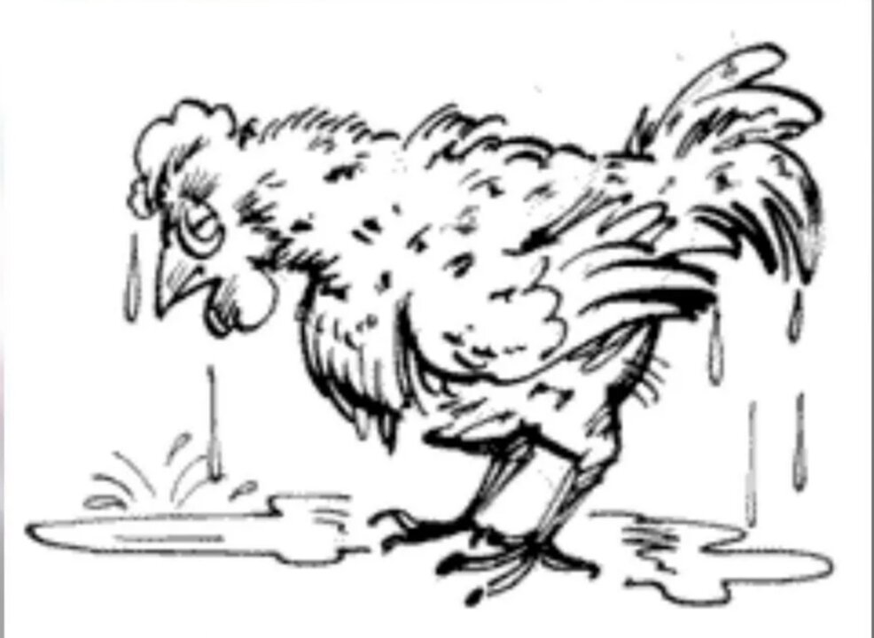 Мокрый петух. Курица под дождем. Мокрая курица. Мокрая курочка. Петух под дождем.