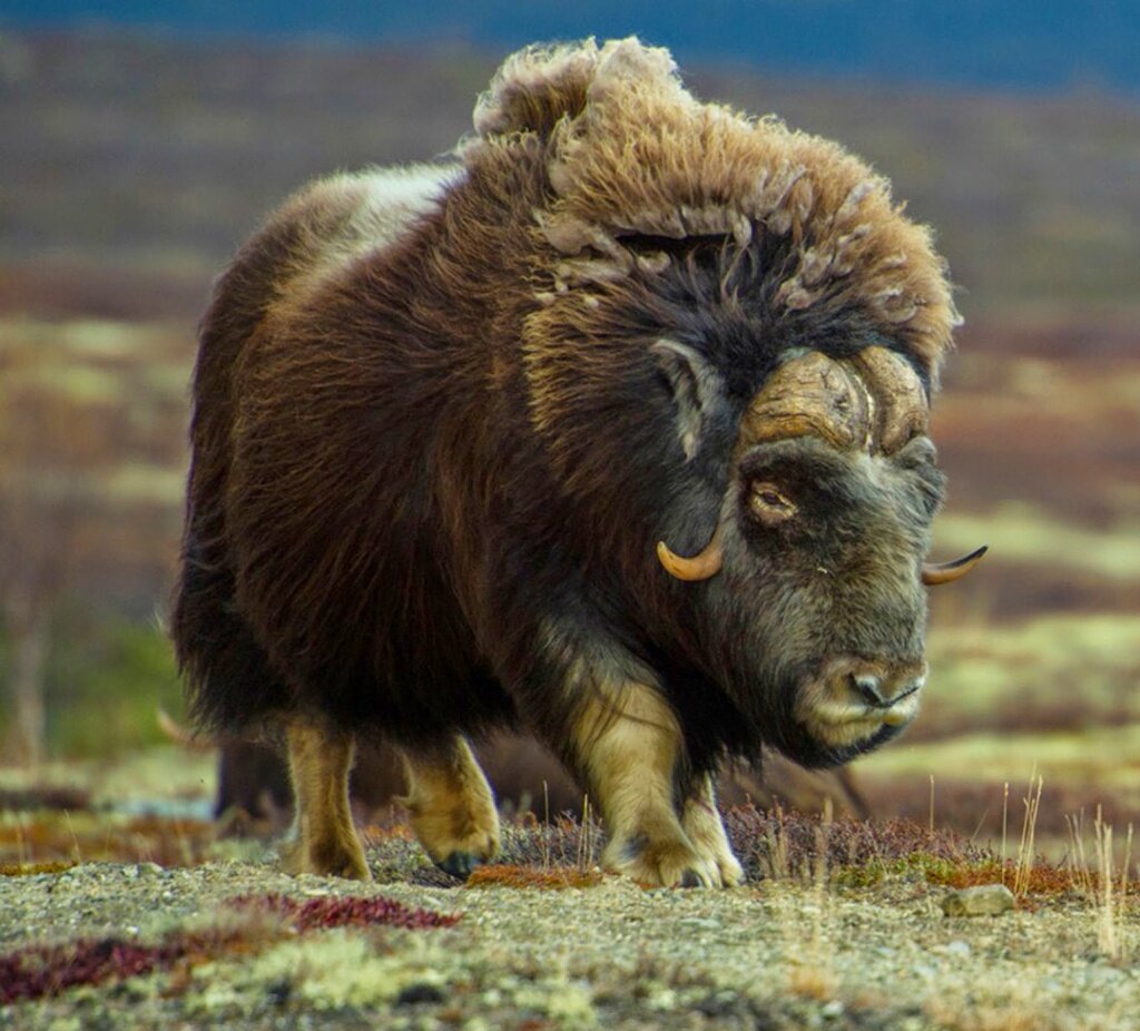 Овцебык. Фото: Андрей Рыжов