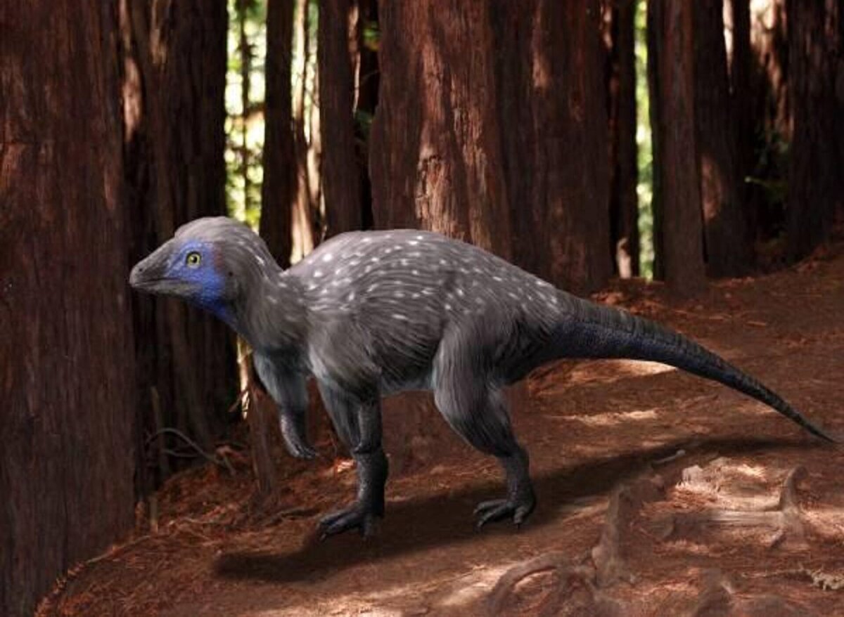 Яндекс Картинки