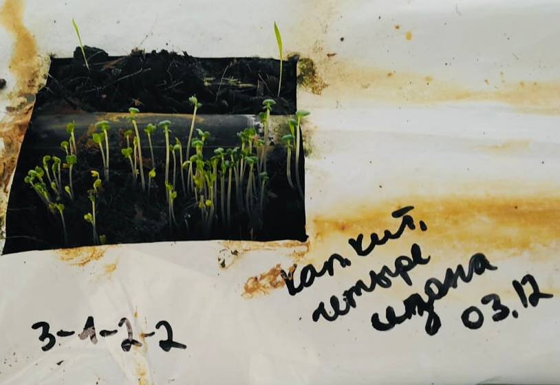 Научные разработки ИНК по выращиванию растений вне почвы, в кокосовом субстрате, дали свои результаты. 