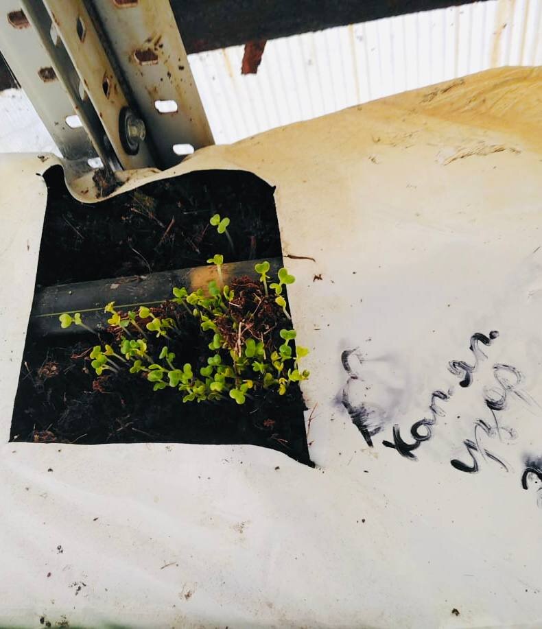 На вертикальной ферме ИНК продолжаются многолетние эксперименты по совершенствованию технологий беспочвенного выращивания растений. Последние эксперименты по их выращиванию в кокосовом субстрате обеспечили всхождение капусты.