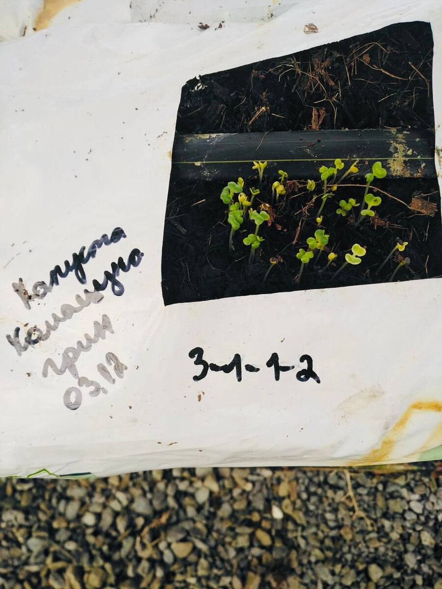 На вертикальной ферме ИНК продолжаются многолетние эксперименты по совершенствованию технологий беспочвенного выращивания растений. Последние эксперименты по их выращиванию в кокосовом субстрате обеспечили всхождение капусты.