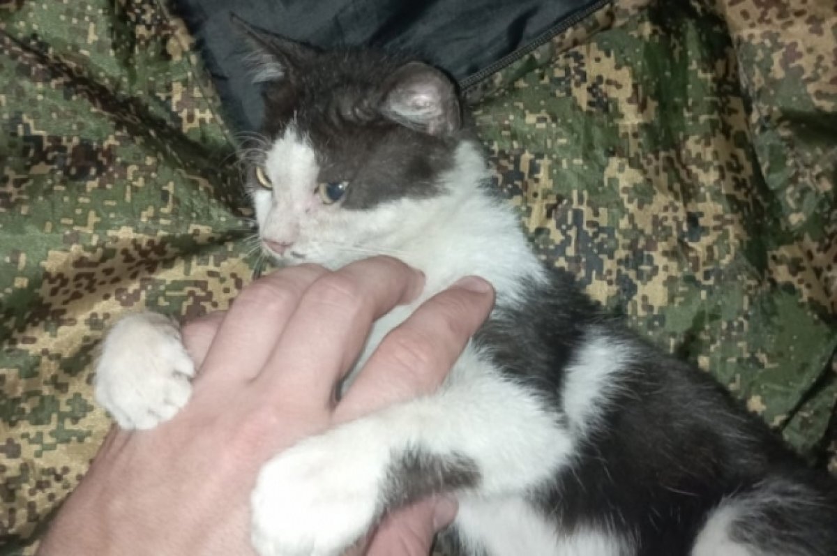    Судебный пристав спас бездомного котенка в командировке в ДНР