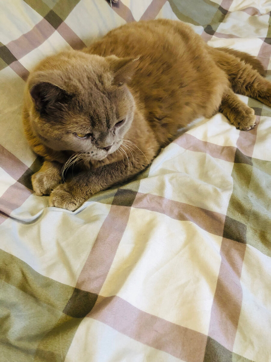 Кот кокос борется со сном)