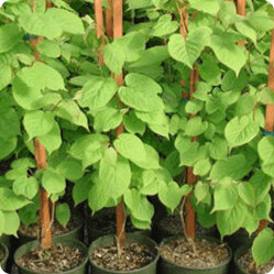 Главные враги и болезни актинидии