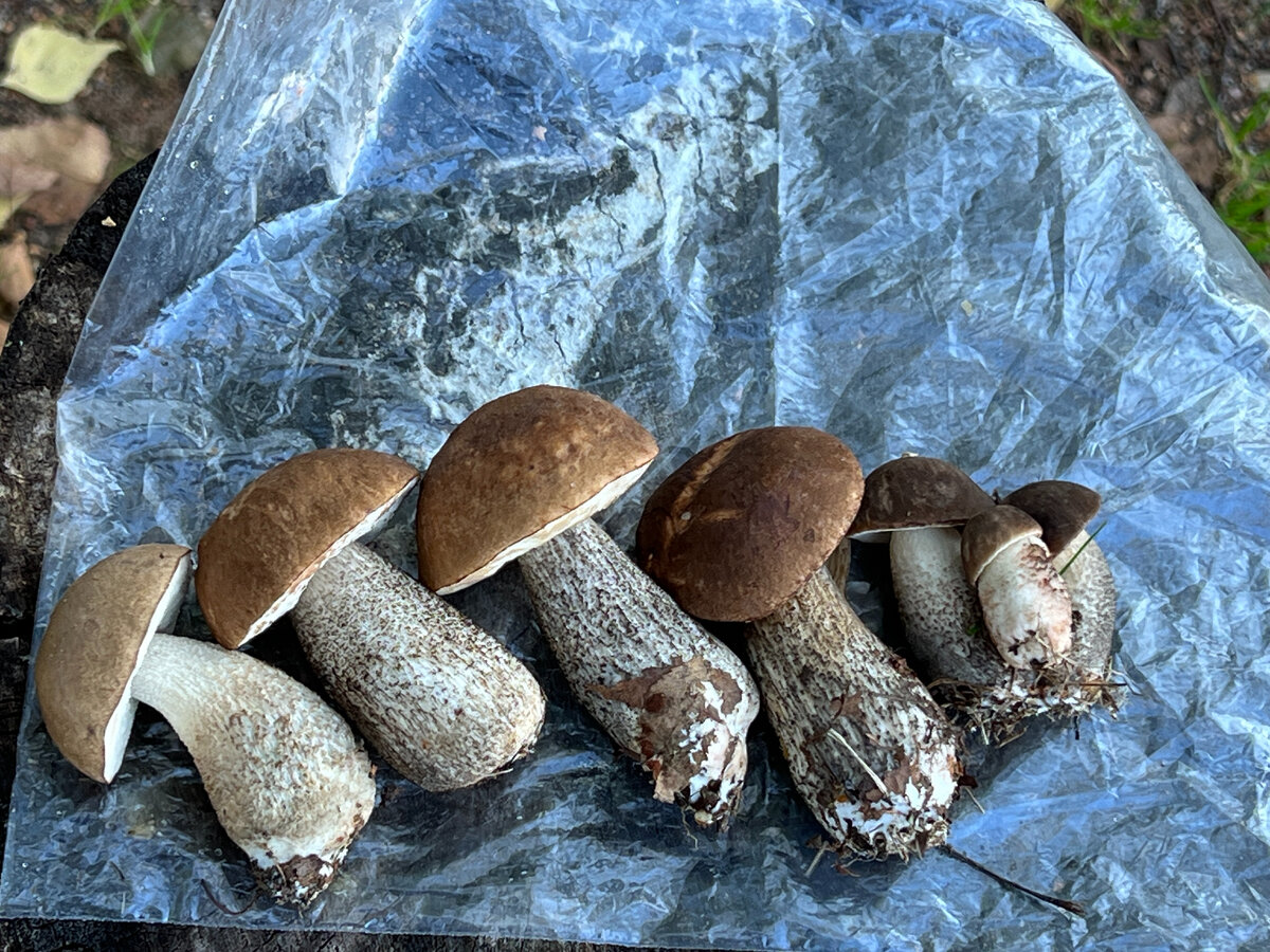 Семейка толстячков - ну чудо же! Селигер - 2023