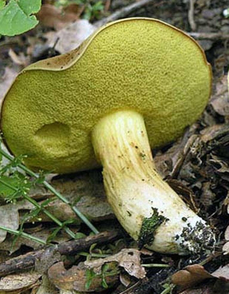 Как называется гриб похожий. Моховик подольшаник. Желтый моховик гриб. Моховик зеленый гриб. Моховик Болетовые.