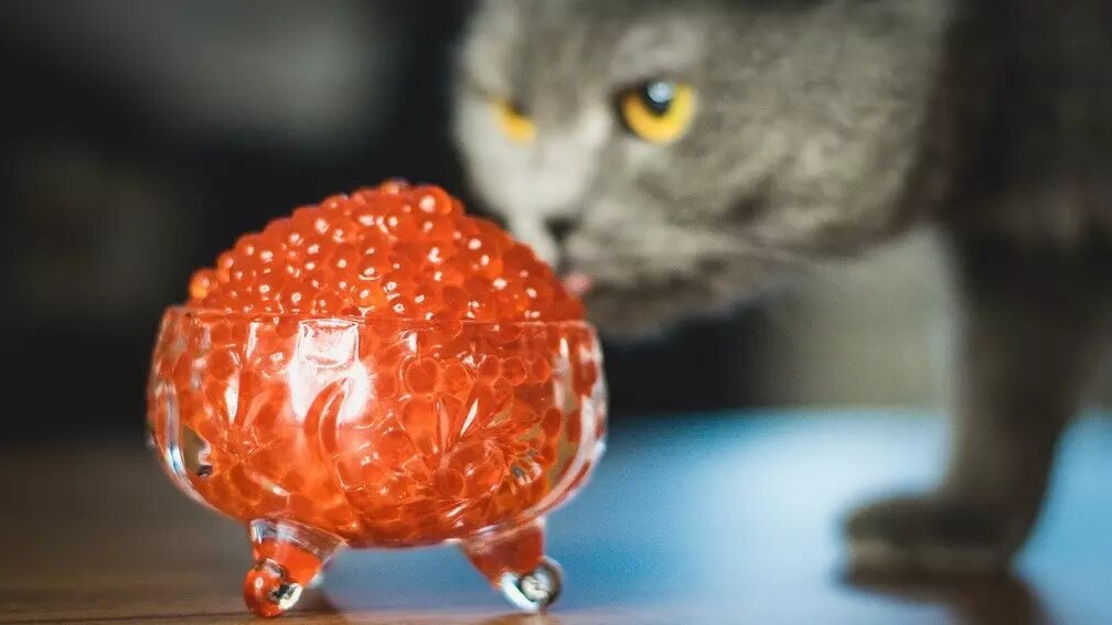 Эксперты не советуют есть икру чаще, чем один или два раза в неделю. Фото: 1MI