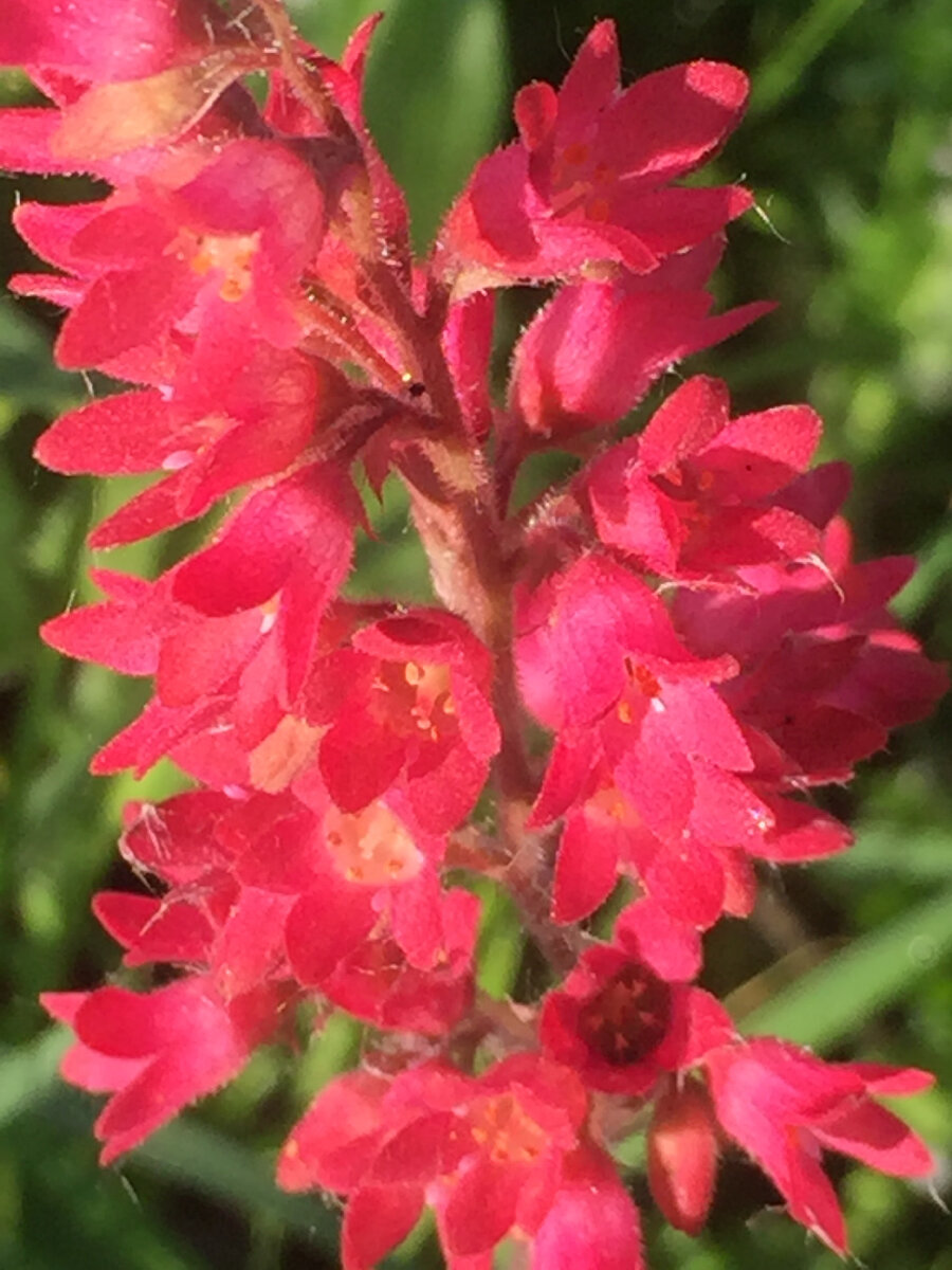 Гейхера кроваво-красная.