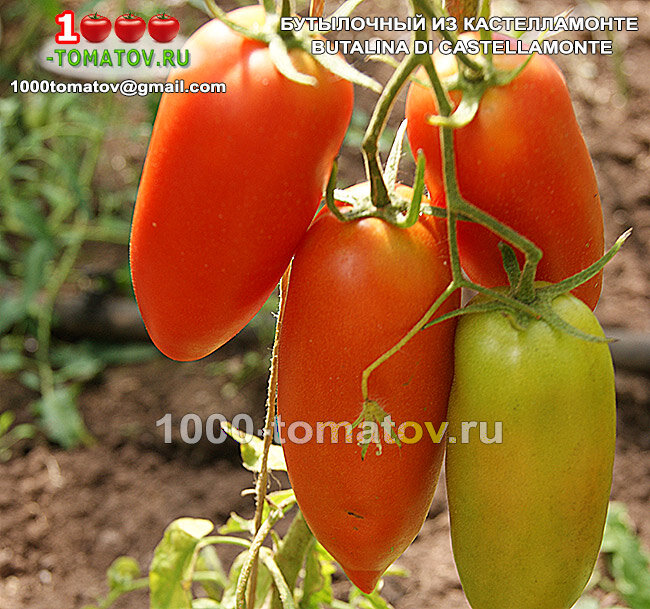 Томат Бутылочный из Касталламонте BUTALINA DI CASTELLAMONTE фото 1