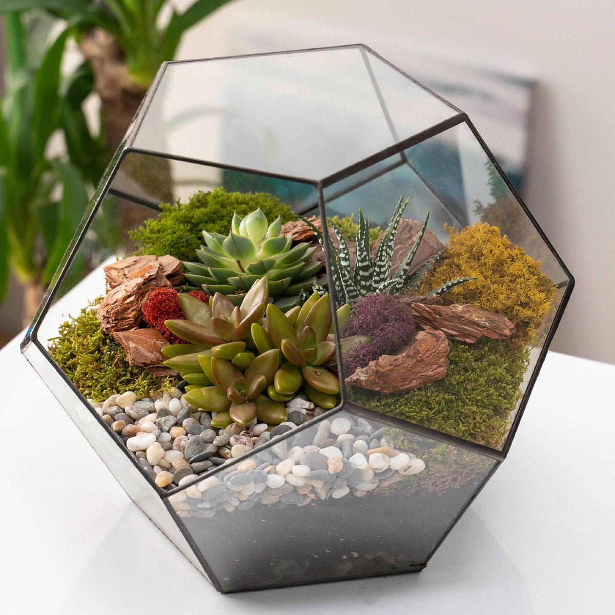 Суккуленты в стеклянном флорариуме