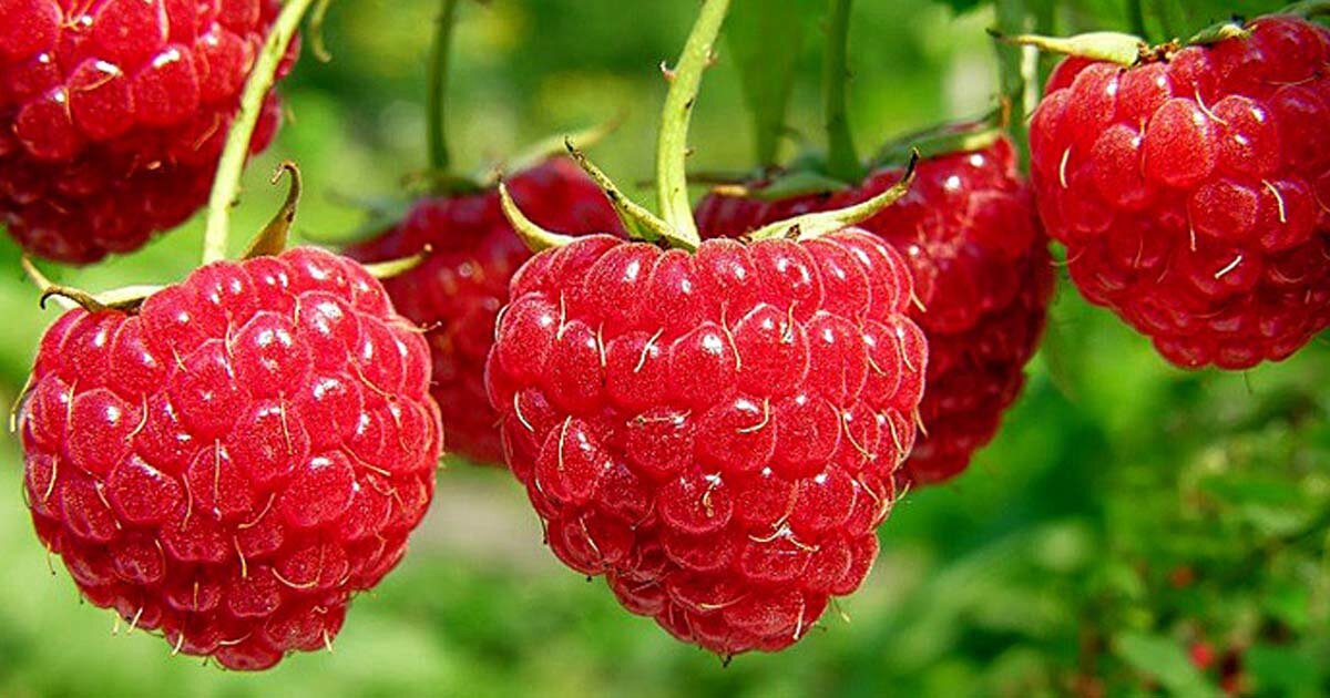 Малинники 5 Малинники 5