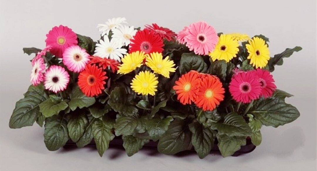 растение горшечное гербера. гербера джемсона. герберы букет. гербера джемсона цветок. гербера джемсона фото.