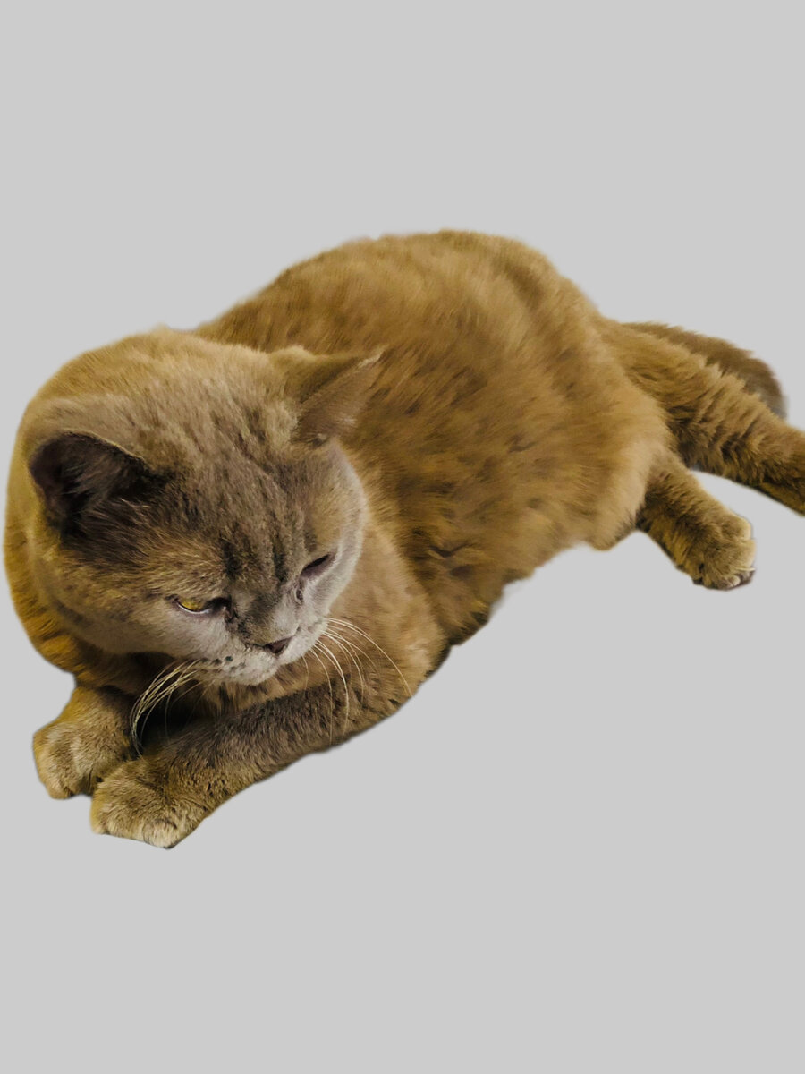 Кот кокос персикового цвета