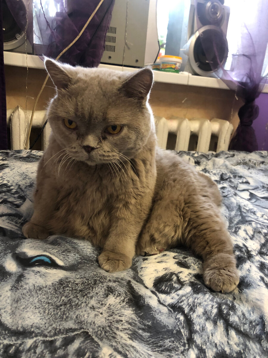 Кот кокос 🥥 голубой 💙 окрас🫶