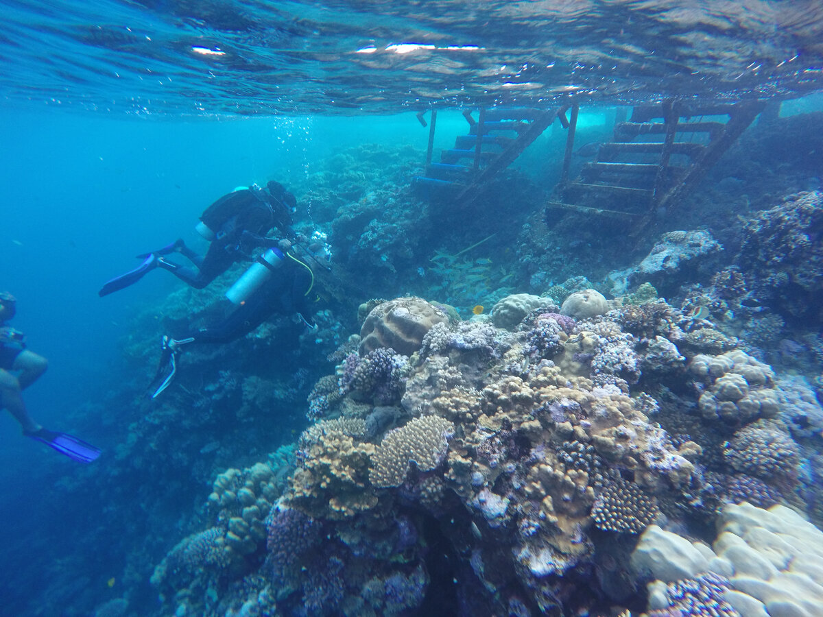 Погружаться я сама не решаюсь, но на Красном море и просто с маской очень интересно