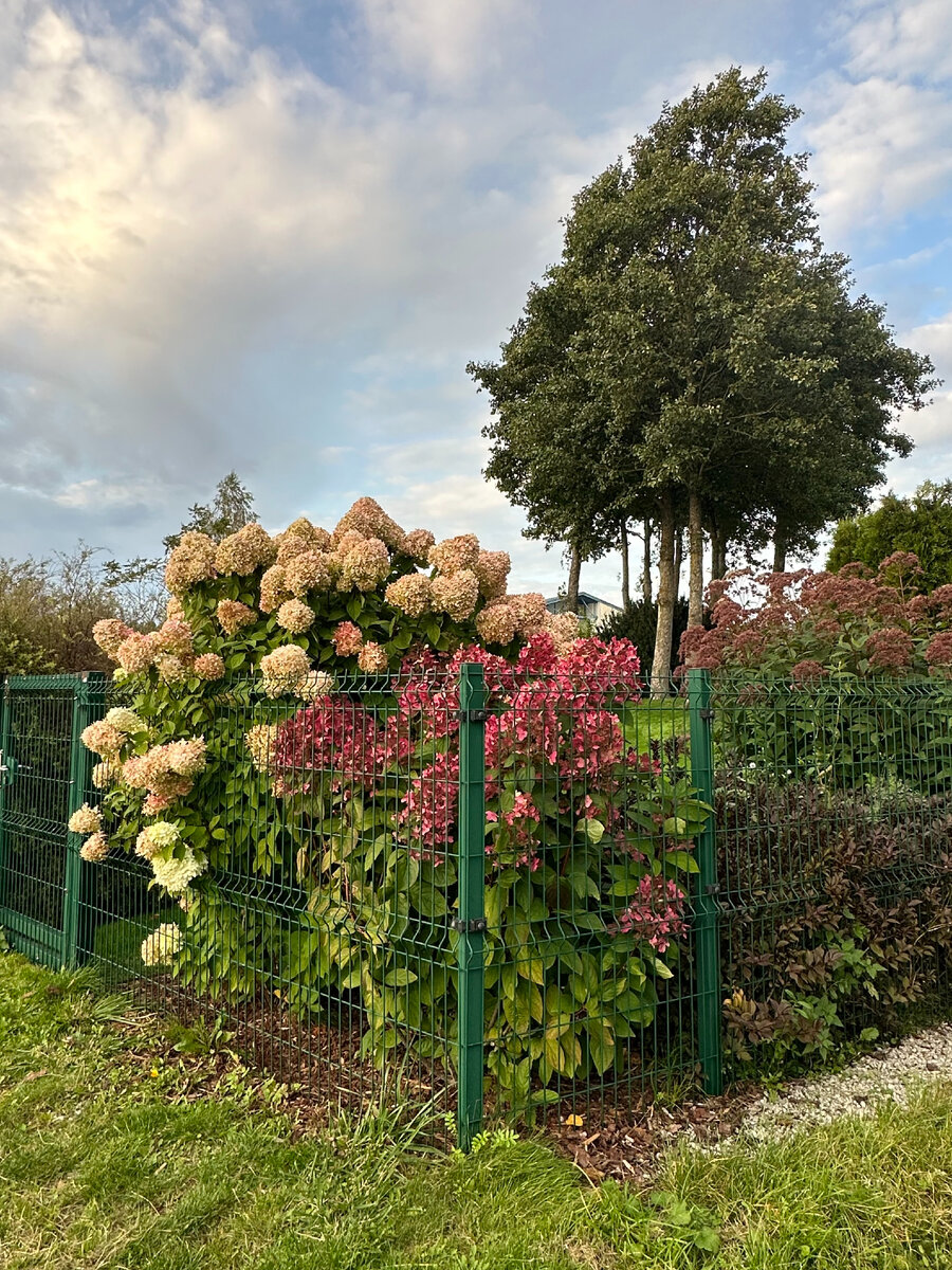 Один из участков прогулочной трассы