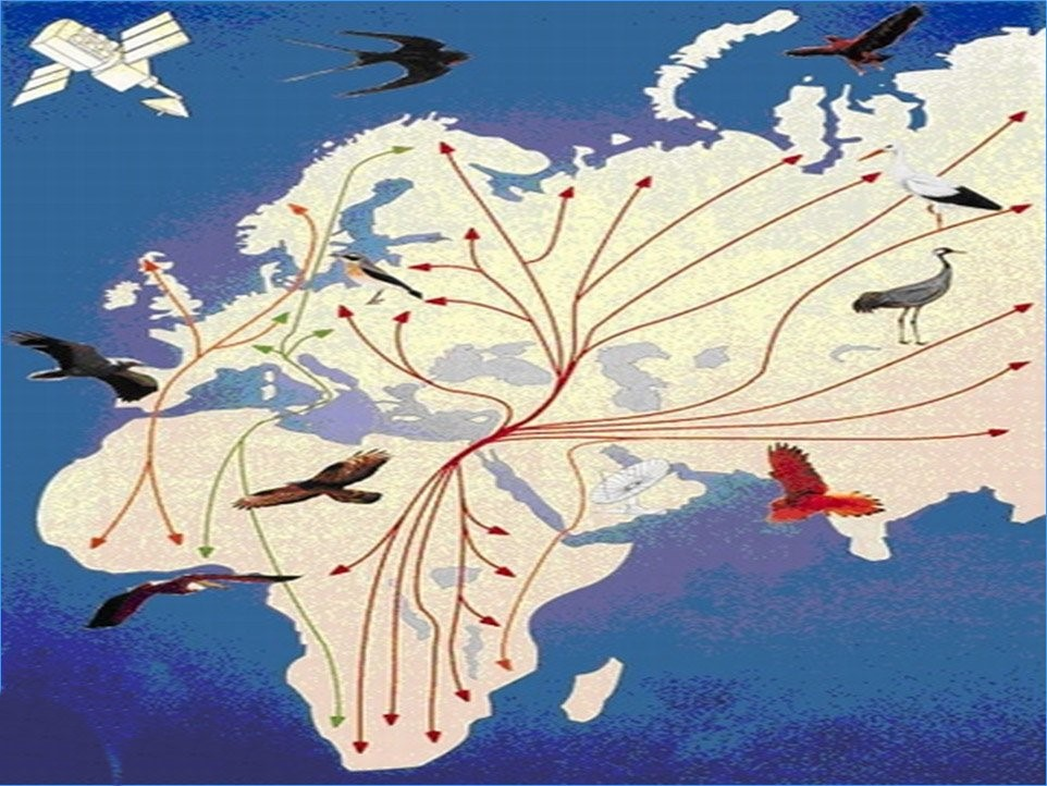 Карта bird. Пути миграции перелетных птиц. Маршруты миграции птиц. Миграция птиц схема.