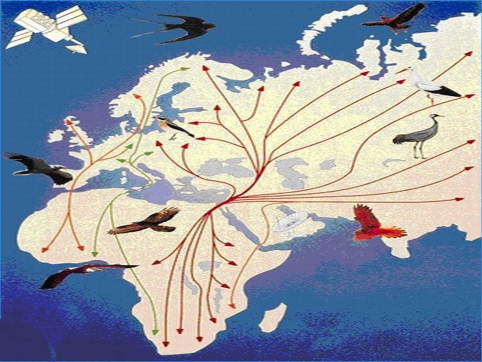 Ареал обитания аистов. Пути миграции перелетных птиц. Маршруты миграции птиц. Пути миграции перелетных птиц на карте. Миграция птиц схема.