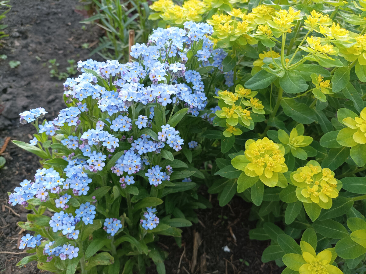 молочай и незабудка