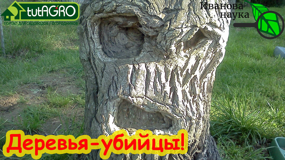 Дерево, конечно, не может убить человека при нормальных обстоятельствах. А вот дом - вполне!