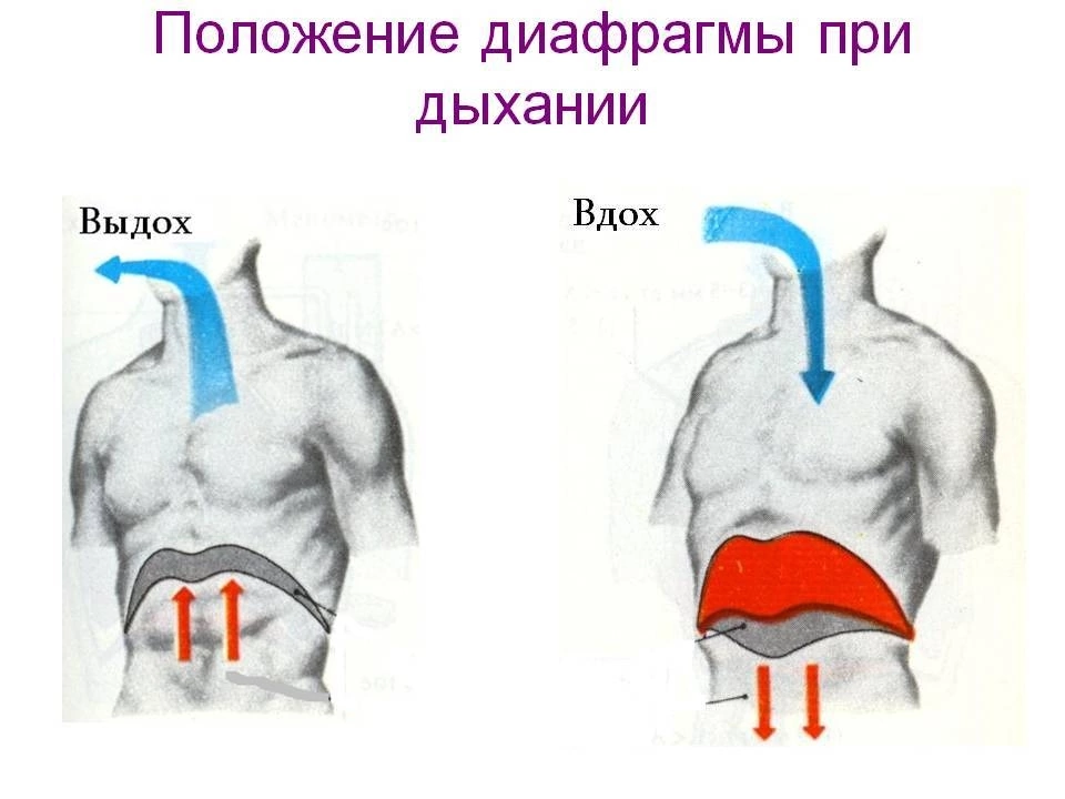 Дыхание боками. Движение диафрагмы при дыхании. Диафрагмальное дыхание. Положение диафрагмы. Диафрагма при вдохе.