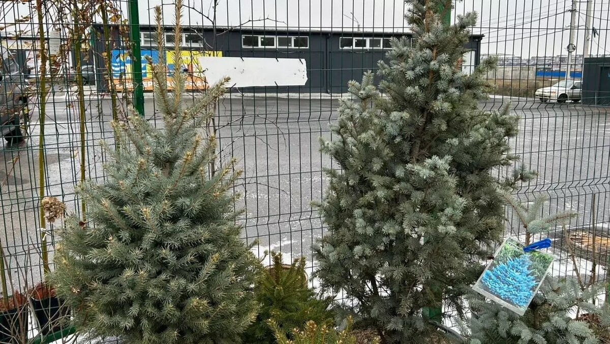     В Ростове-на-Дону традиционно перед Новым годом пройдут ярмарки, на которых можено будет купить товары к празднику. Куда стоит приходить за покупками, в материале RostovGazeta.