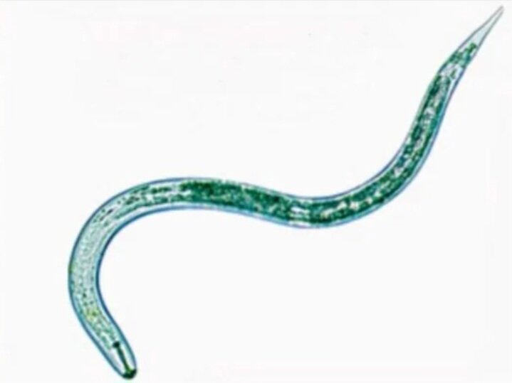Золотистая картофельная нематода (картинка из интернета)
