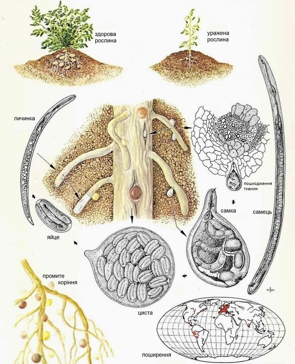 Цикл развития золотистой картофельной нематоды (картинка из интернета)