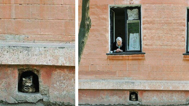 Барсик, вернись! Я все прощу!