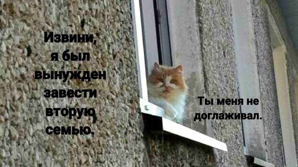 Извини, я был вынужден завести вторую семью. Ты меня не доглаживал😾 "