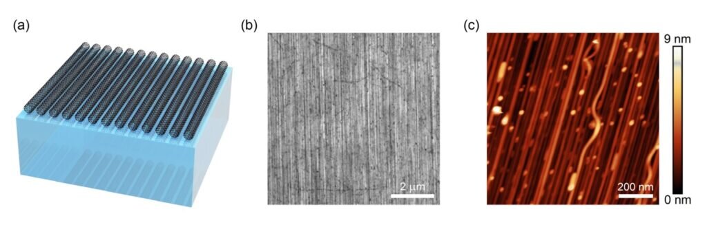    1 (а) — схематическое изображение монослоя выровненных углеродных нанотрубок; (b) — изображение морфологии синтезированных нанотрубок, полученное с помощью сканирующей электронной микроскопии; (с) — топография полученных образцов с помощью атомно-силовой микроскопии / © Пресс-служба МФТИ