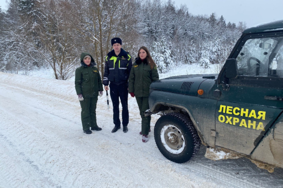    В Калужской области усилили борьбу с незаконной вырубкой елей