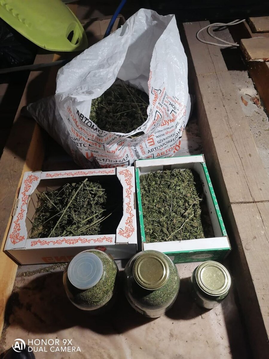  📷    У жителя Октябрьского района на чердаке обнаружили более 3 кг марихуаны Марина Шарт