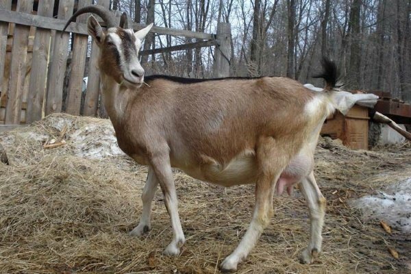 Альпийки козы