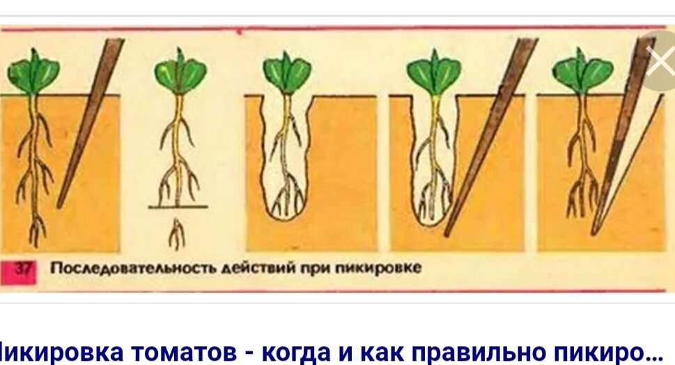 Что значит пикировать рассаду. Пикировка томатов корень. Пикировка сеянцев схема. Пикировка томатов прищипывание корня. Пикировка корня биология.